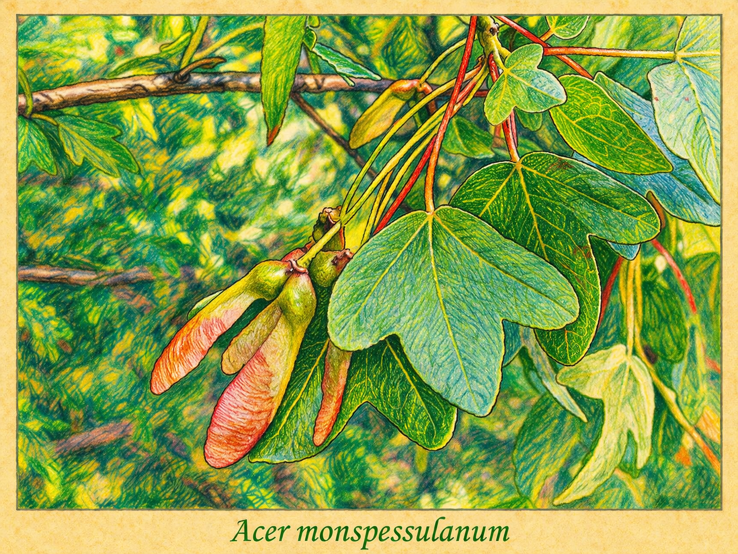 Acer monspessulanum.png